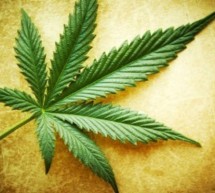 Marijuana Dispensaries Marijuana Dispensaries