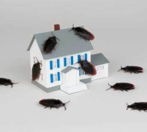 What the Roach Motel and Hotel California Teach Us What the Roach Motel and Hotel California Teach Us