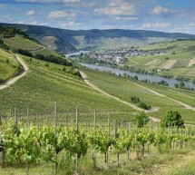 From Vine to Valuation From Vine to Valuation