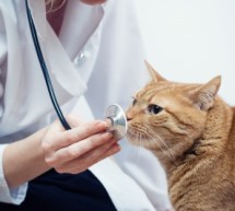 Factors Affecting Succession/Exit Planning in the Veterinary Industry Factors Affecting Succession/Exit Planning in the Veterinary Industry