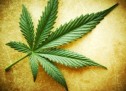 Marijuana Dispensaries Marijuana Dispensaries